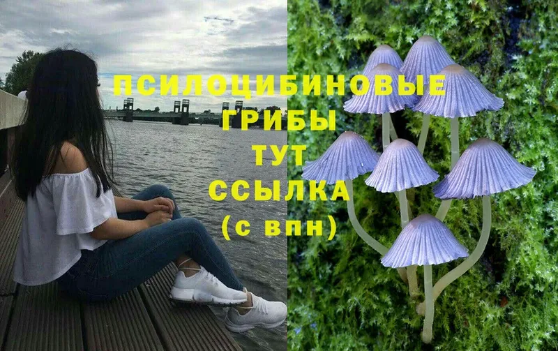 Галлюциногенные грибы Psilocybine cubensis  Бахчисарай 